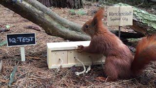 Eichhörnchen Entertainment - IQ Test  Squirrel Entertainment - IQ Test