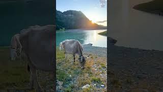 Beautiful Brown Swiss cattle in the Tyrolean Alps - #braunvieh #brownswiss #cattlebreeds #kuh #rind