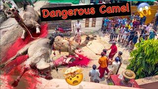 Dangerous Camel Qurbani   Camel Qurbani 2023  Bakra Eid In Pakistan  Vlog Viral 1.2 million