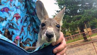How to Eat Baby Kangaroo real