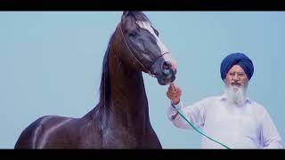 Punjab  Marwari Horse Kala Kanta Amitabh Bachchan है Kala Kanta घोड़ों की दुनिया का 