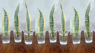 Snake Plant Propagation by Leaf Cuttings in Water