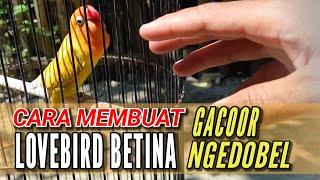 Cara Mengeluarkan Dobelan Lovebird Betina Ngekek Gacor