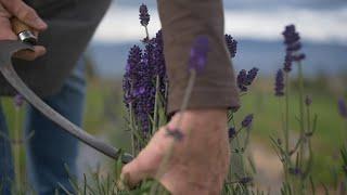 Who We Are  Okanagan Lavender & Herb Farm