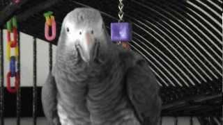 Cleo the Timneh African Grey....more sounds Volume III