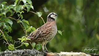 A Bob White quail sings a beautiful song at the Perrys Water Gardens in Franklin North Carolina.