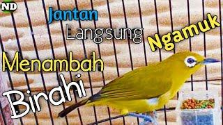 Pleci betina Birahi Memanggil Jantan  Pleci Jantan Langsung Gacor