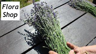 Lavendel drei mal im Jahr schneiden und ernten + schöne Lavendel Deko selber machen  Flora-Shop