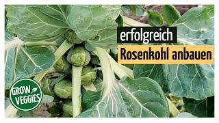 Successfully Install Brussels sprouts  Vegetable growing in the garden @gartengemüsekiosk