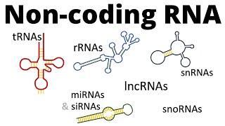 ncRNAs - all types of non-coding RNA lncRNA tRNA rRNA snRNA snoRNA siRNA miRNA piRNA