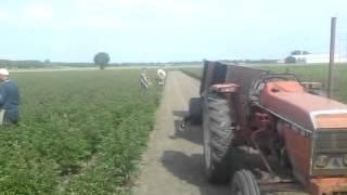 Peony Flowers are being harvested from the field.