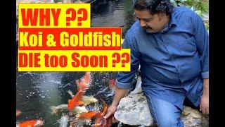 Koi & Goldfish Sleeping Sickness  Mayur Dev Aquascaper  Aquarium Fish Natural Treatment  4K