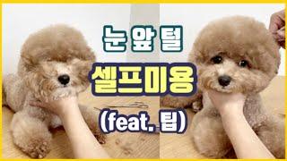 강아지 셀프미용Puppy self beauty집에서도 쉽고 간단한 눈앞털 정리하기