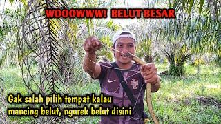 TERNYATA DIBAWAH SAWIT INI TEMPATNYA BELUT BESAR NGUREK BELUT BABON MANCING BELUT BESAR