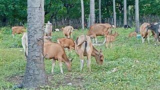 Sapi dan kambing satu kandang