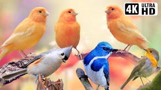 Breathtaking Beautiful Birds  Pure Nature  Stress Relief  Relaxing Birds Sounds  Magical Nature