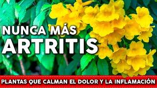 6 Plantas para la ARTRITIS - Bajan el dolor y la inflamación