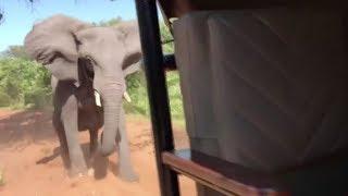 Angry elephant attacks safari vehicle and breaks tusk