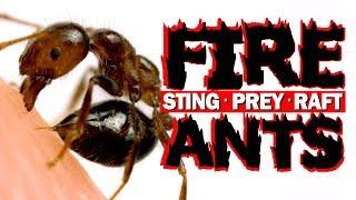 Fire ants - sting prey raft