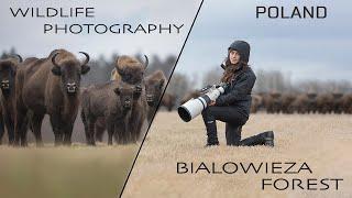 In search of the European Bison in Poland - Wildlife Photography in the Białowieża National Park