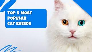 Top 5 Most Popular Cat Breeds in the World