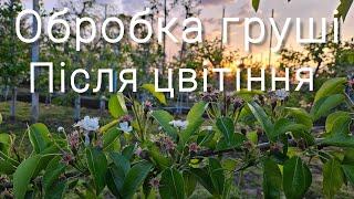 Захист груші від бактеріального опіку.