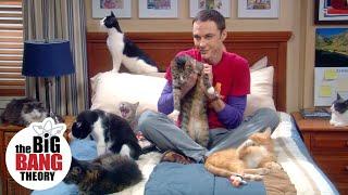 Sheldon Gets 25 Cats  The Big Bang Theory