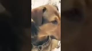 Dog Finds a Girl Flying  #shorts