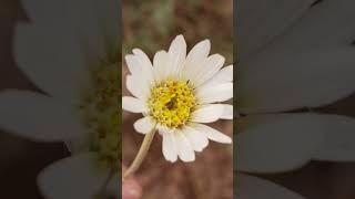 Wildflowers Shot #sonycamera #camera #photography  with the Sony ZV-E1￼