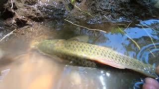 The largest migration of fish. Carp swim upstream