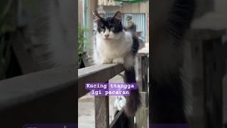 Kucing persia pacaran sama kucing oyen #shorts #kucing