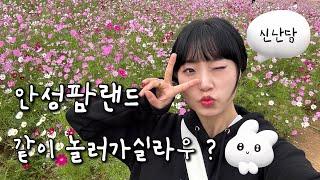 VLOG 안성팜랜드 같이 놀러가실라우 ?   가을 꽃구경 하기 