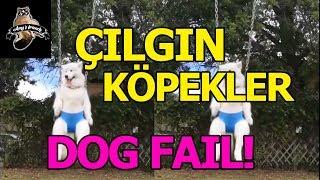 Amys friends - Çılgın #köpekler Ne yapıyor? - #DOG #FAIL VIDEOS