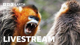  LIVE Amazing Asian Wildlife  BBC Earth