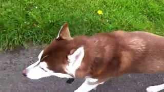 Red Siberian Husky off lead