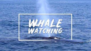 Whale Watching - Mirissa Sri Lanka 2019