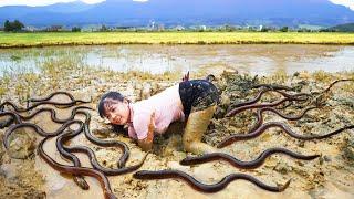 Harvesting A Lot Of Eels In The Mud Pond Goes to market sell - Farm life  Phuong Daily Harvesting