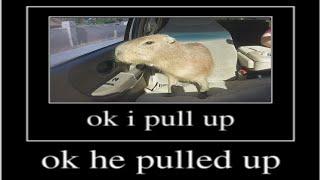 ok i pull up capybara