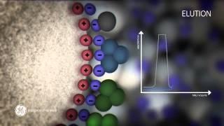 Principles of Ion exchange chromatography