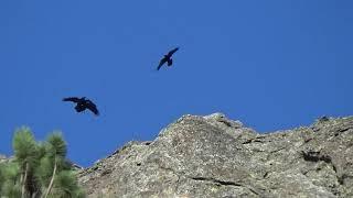 Ravens in Wind