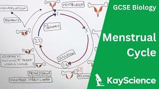 Menstrual Cycle Explained - GCSE Biology  kayscience.com