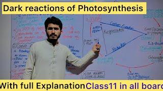 Dark reactions of Photosynthesis Calvin cycle#mdcat biology