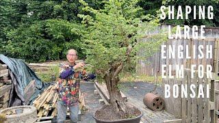 Shaping Huge English Elm Into Bonsai
