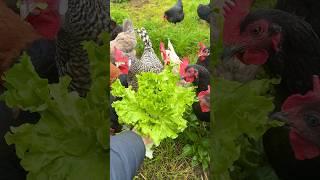 SALAD-TUESDAY  Geretteter Kopfsalat für die Hühner #hühner #chickens #hühnerhaltung #hühnerfüttern