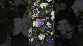 Brunfelsia australis  - Jazmín Paraguayo #flowersbloom