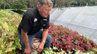 Heart to Heart White Star Caladium