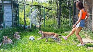 LYNXES AND DOGS PLAY FOOTBALL