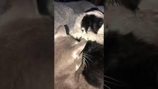 Pussy cat massage Parlour