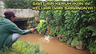 Mancing Di Selokan Saat Banjir Menemukan Banyak Sarang ikan