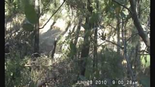 MORE BIGFOOT SIGHTING INFO 23 JUNE 2010